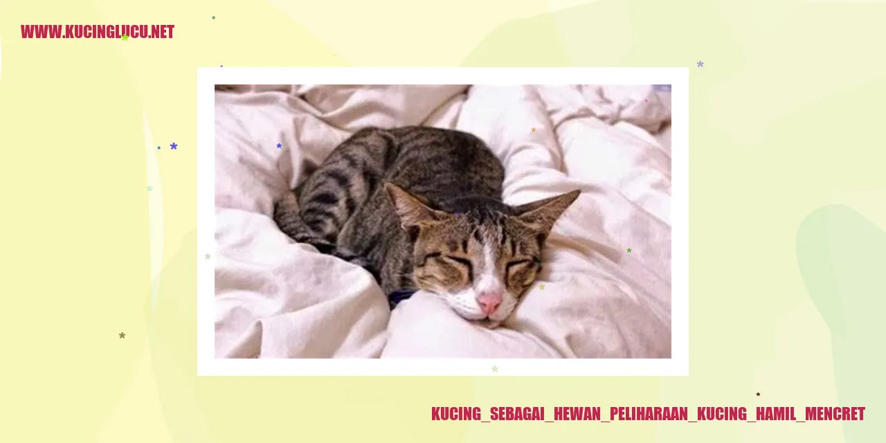 Kucing hamil mencret