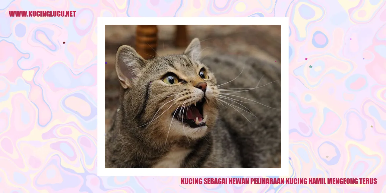 Kucing sedang hamil yang mengeong terus