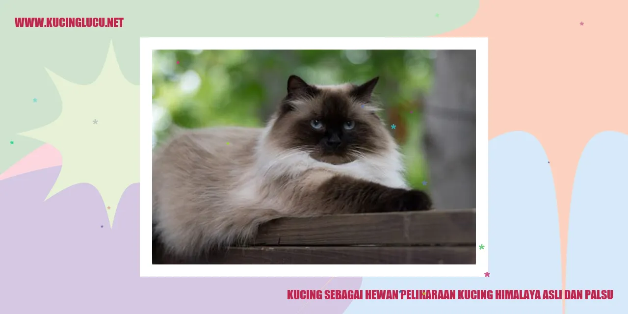 Kucing Himalaya