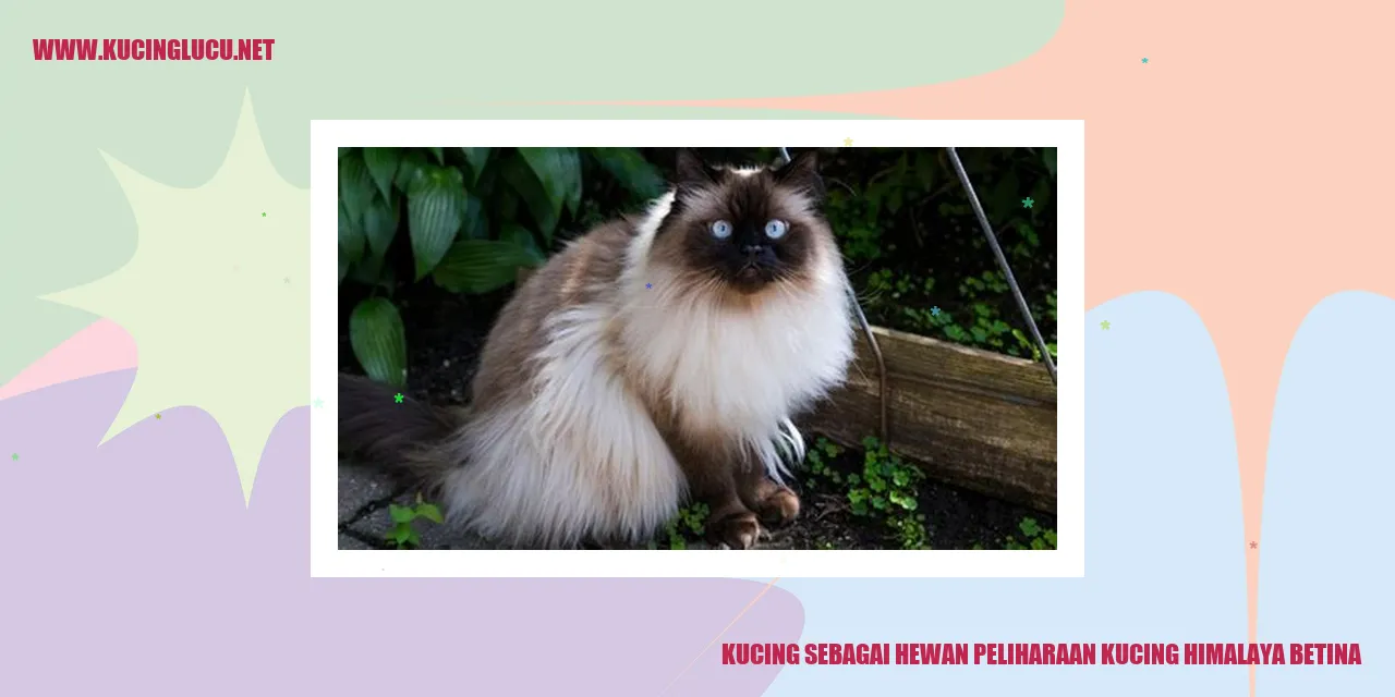 Kucing Himalaya Betina