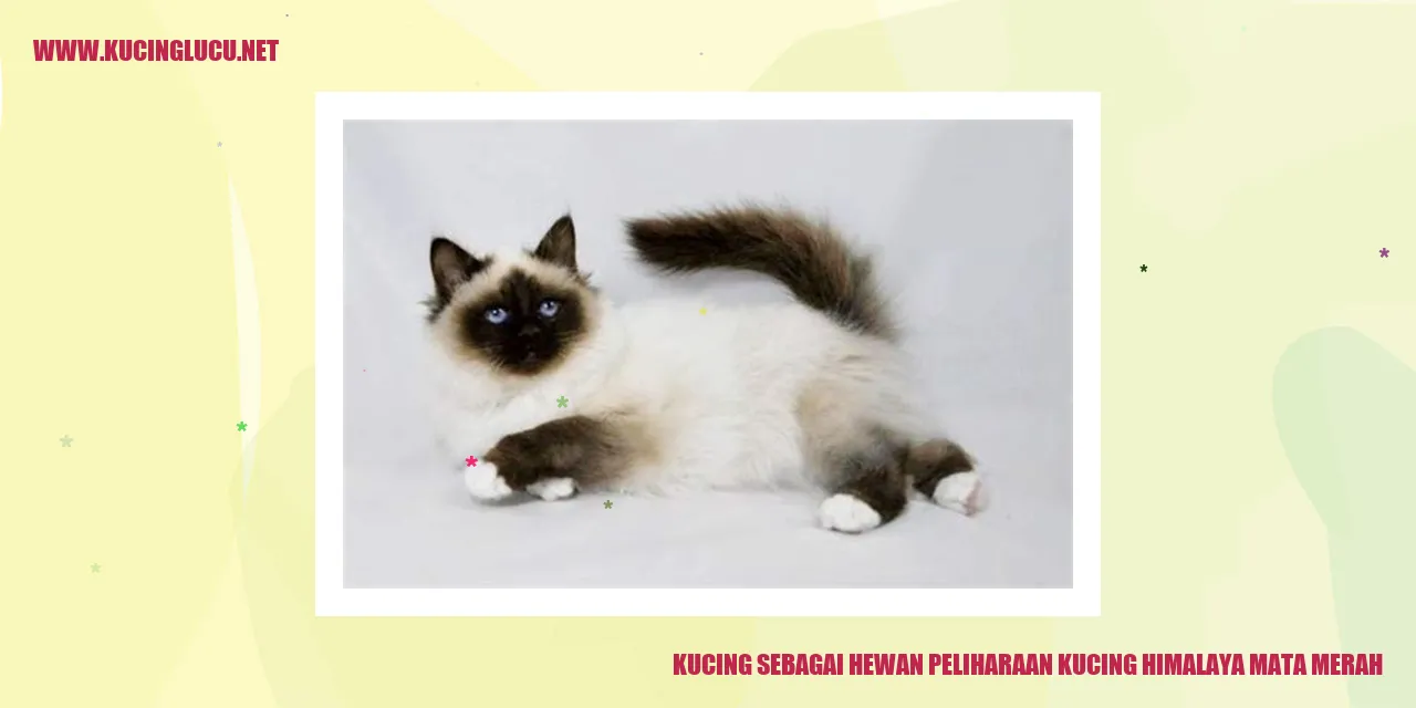 Kucing Himalaya Mata Merah