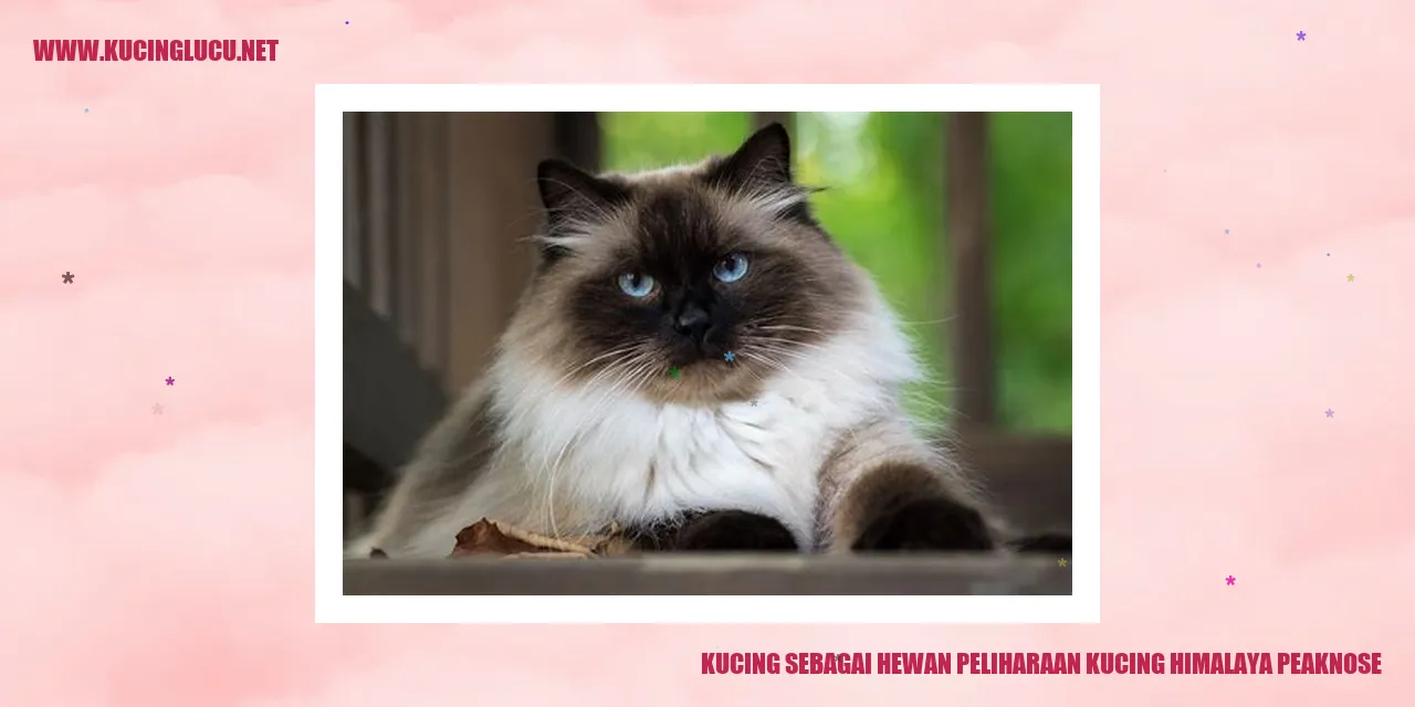 Gambar Kucing Himalaya Peaknose