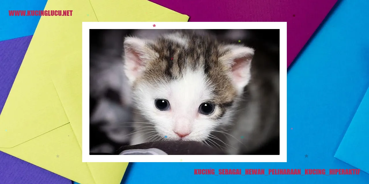 Gambar Kucing Terlalu Aktif