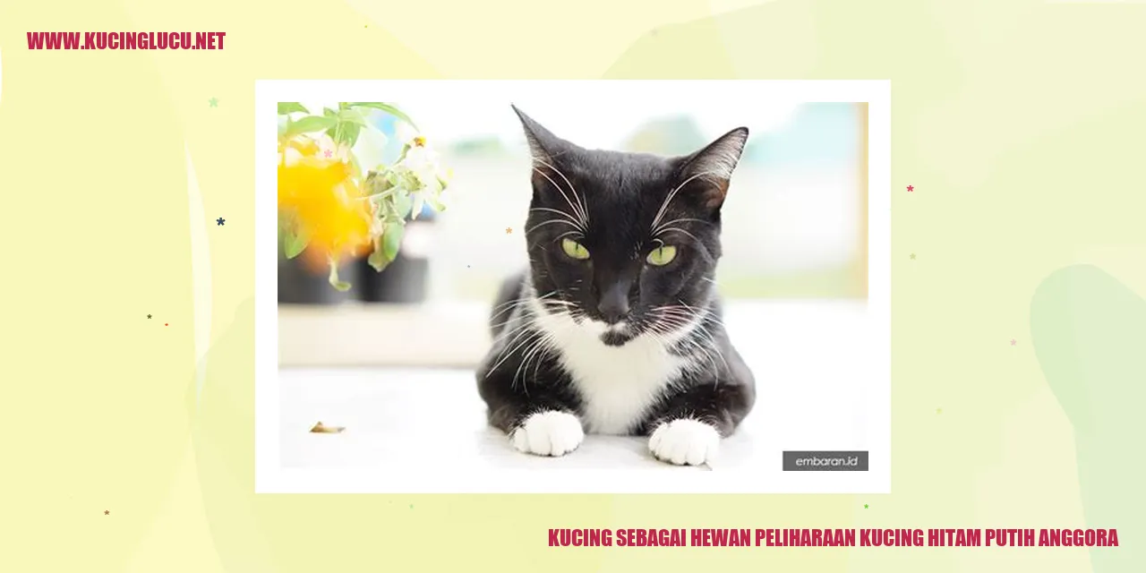 Kucing Anggora Berwarna Hitam Putih