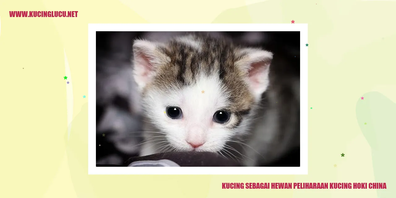 Kucing Hoki China