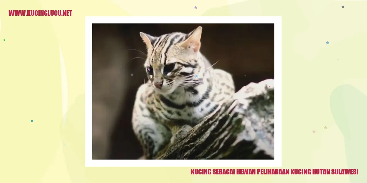 Kucing Hutan Sulawesi