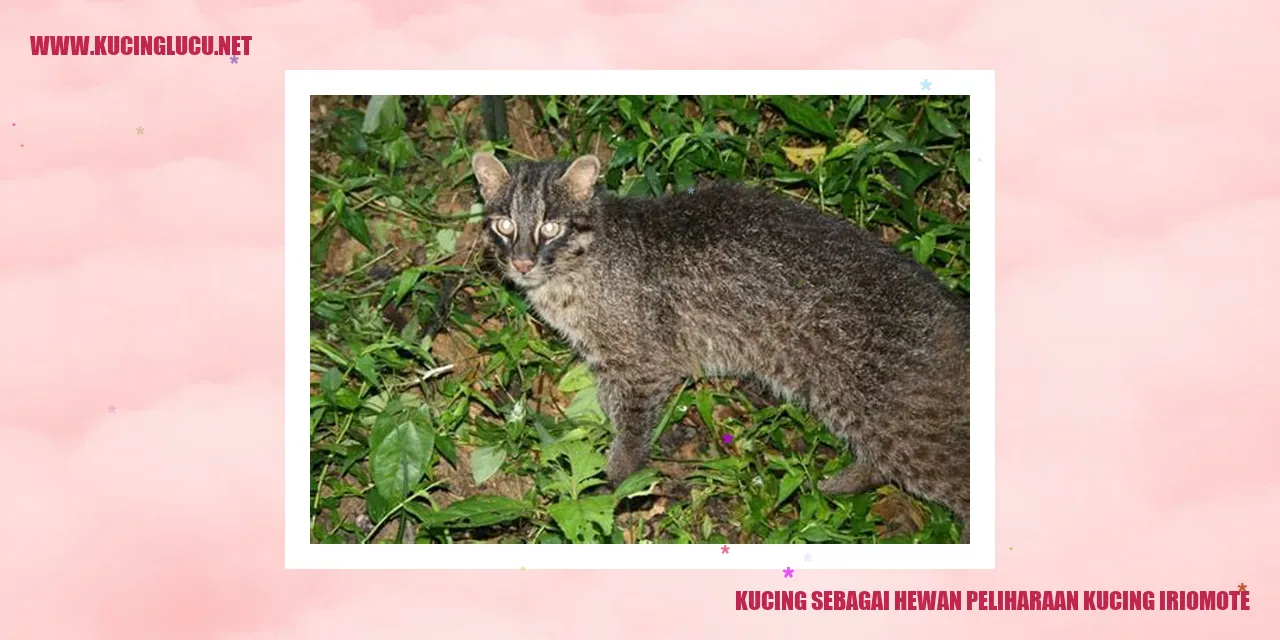Kucing Iriomote