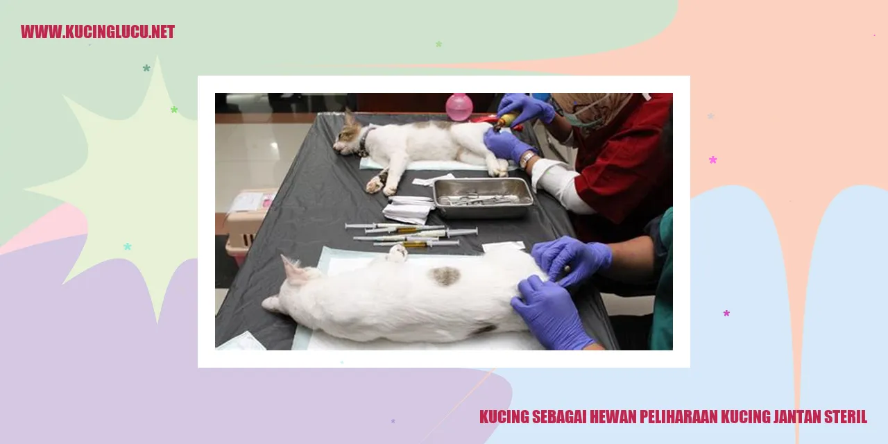 Kucing jantan steril