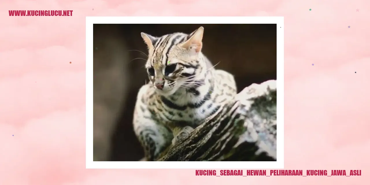 Kucing sebagai Hewan Peliharaan Kucing Jawa Asli