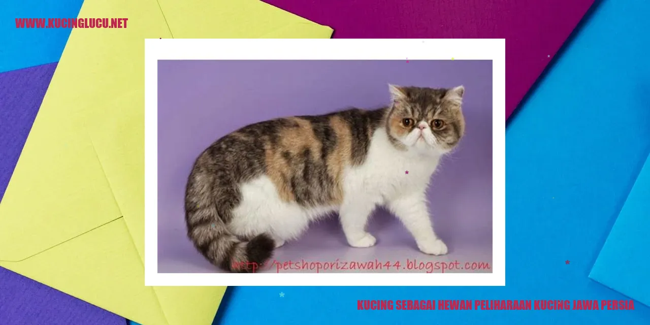 Foto Menggemaskan Kucing Jawa Persia