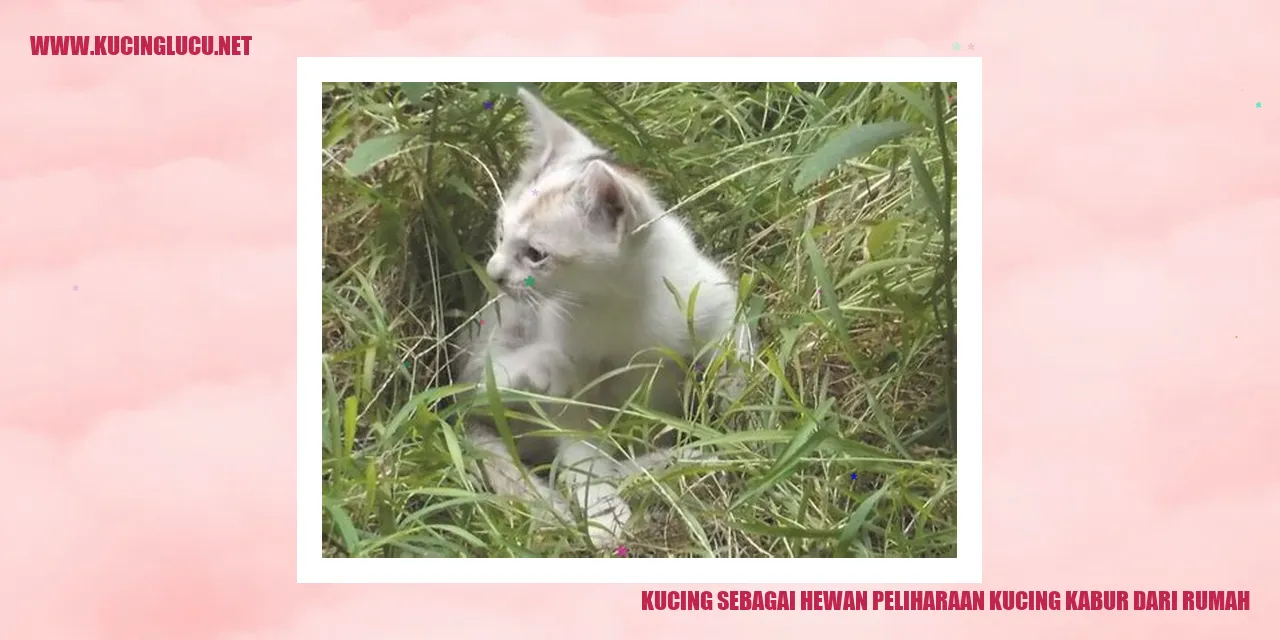 Kucing Kabur dari Rumah
