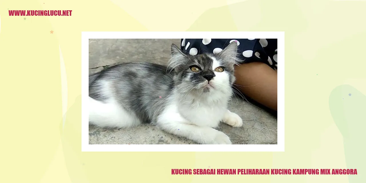 Kucing Kampung Mix Anggora