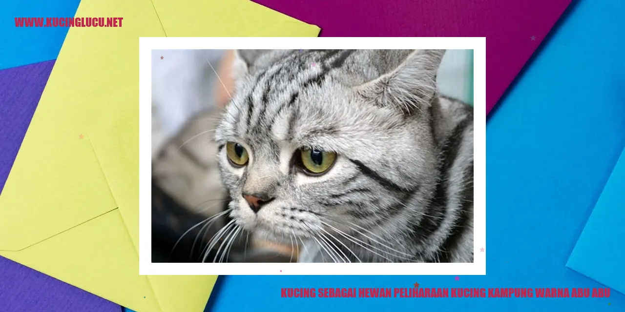 Kucing kampung warna abu-abu yang menggemaskan