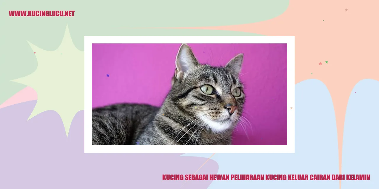 Gambar Kucing Lucu
