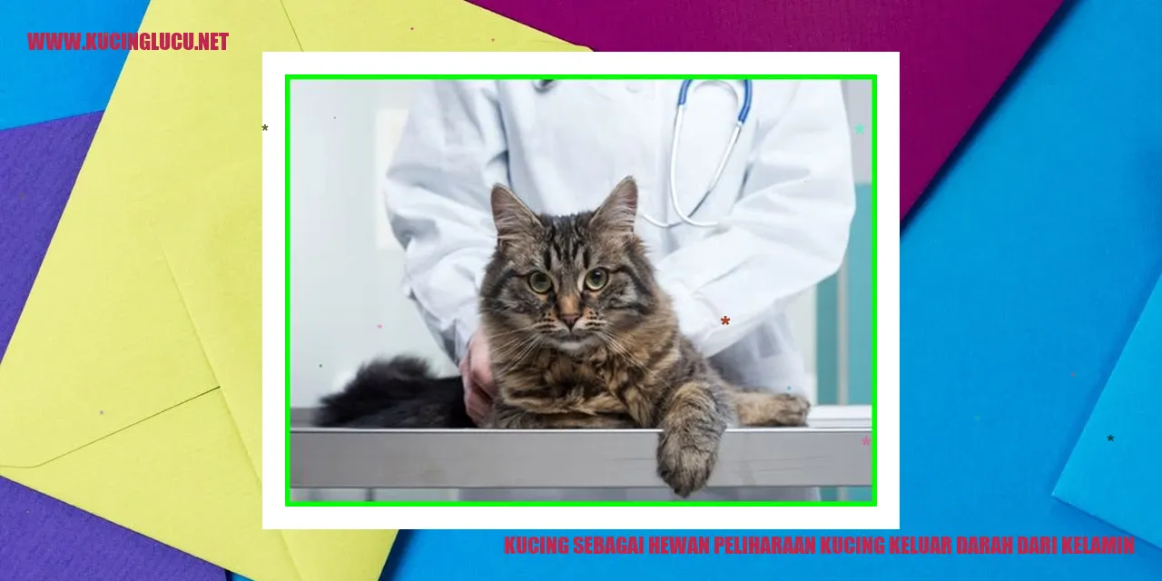 Gambar Kucing