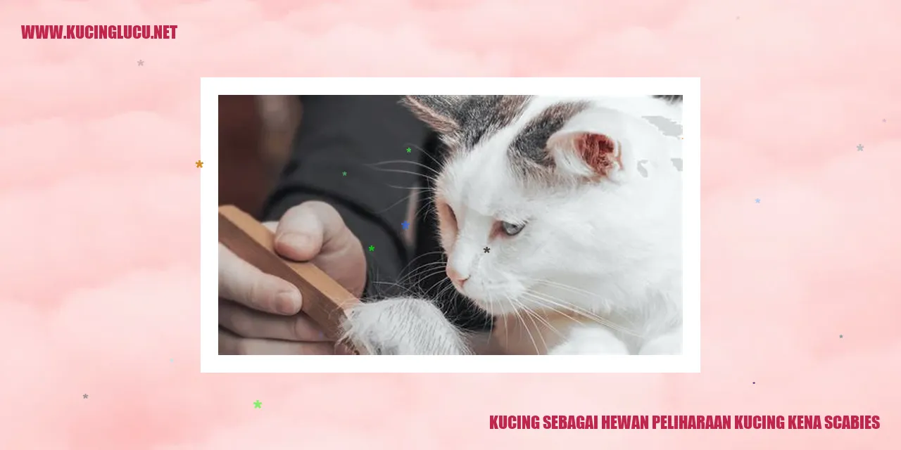 Gambar Kucing yang Terkena Scabies