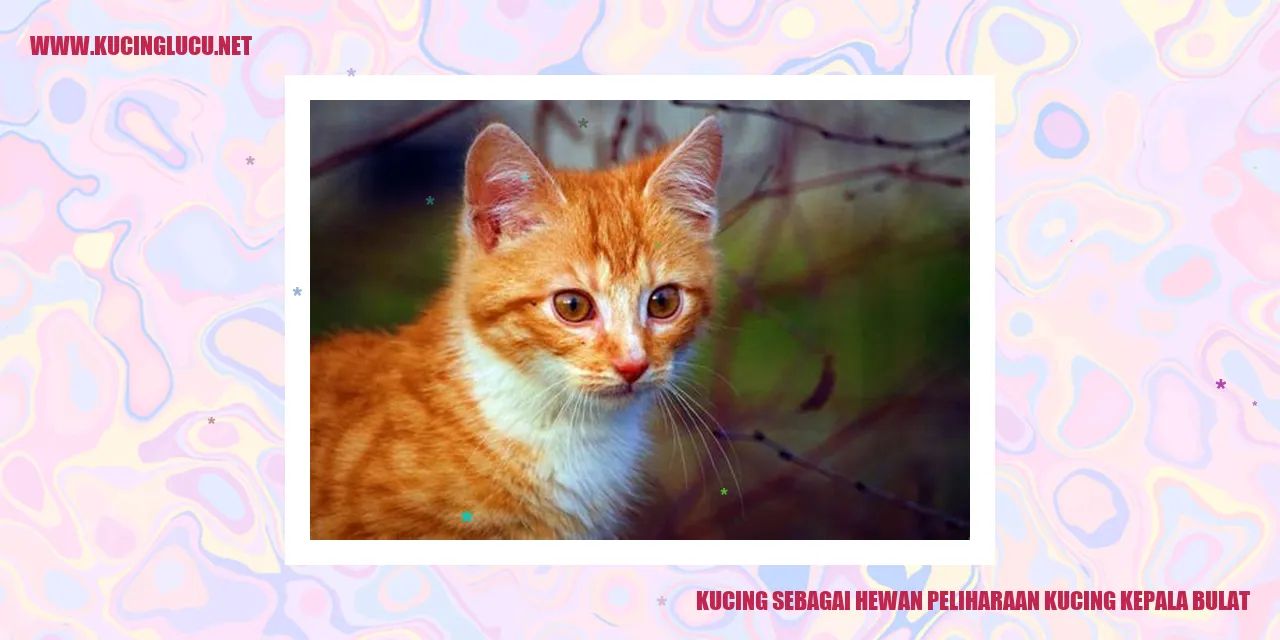 Gambar Lucu Kucing