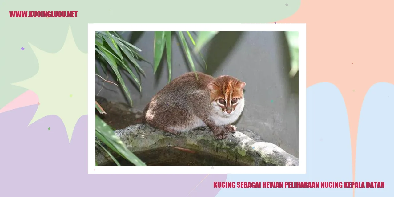 Kucing Dengan Wajah Datar