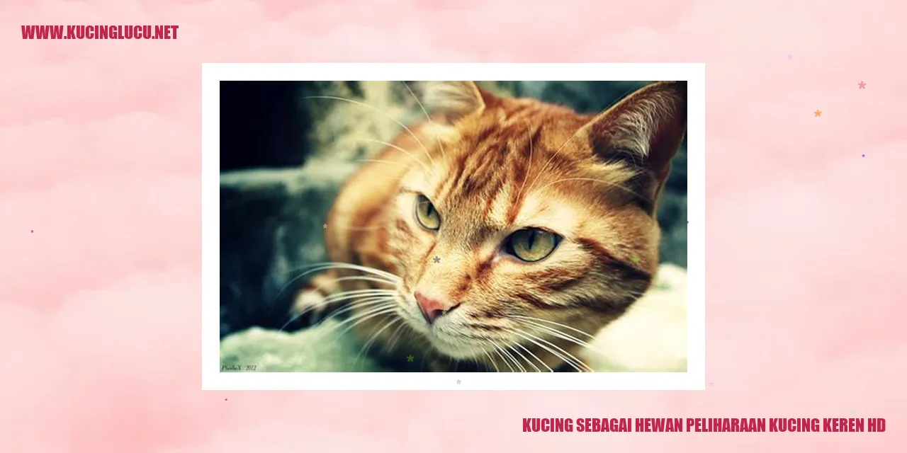 Kucing Keren HD
