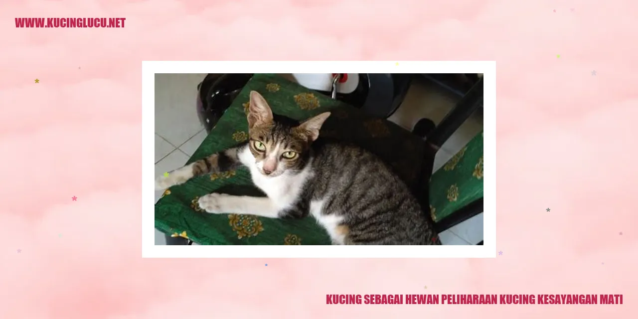 Kucing sedang bermain