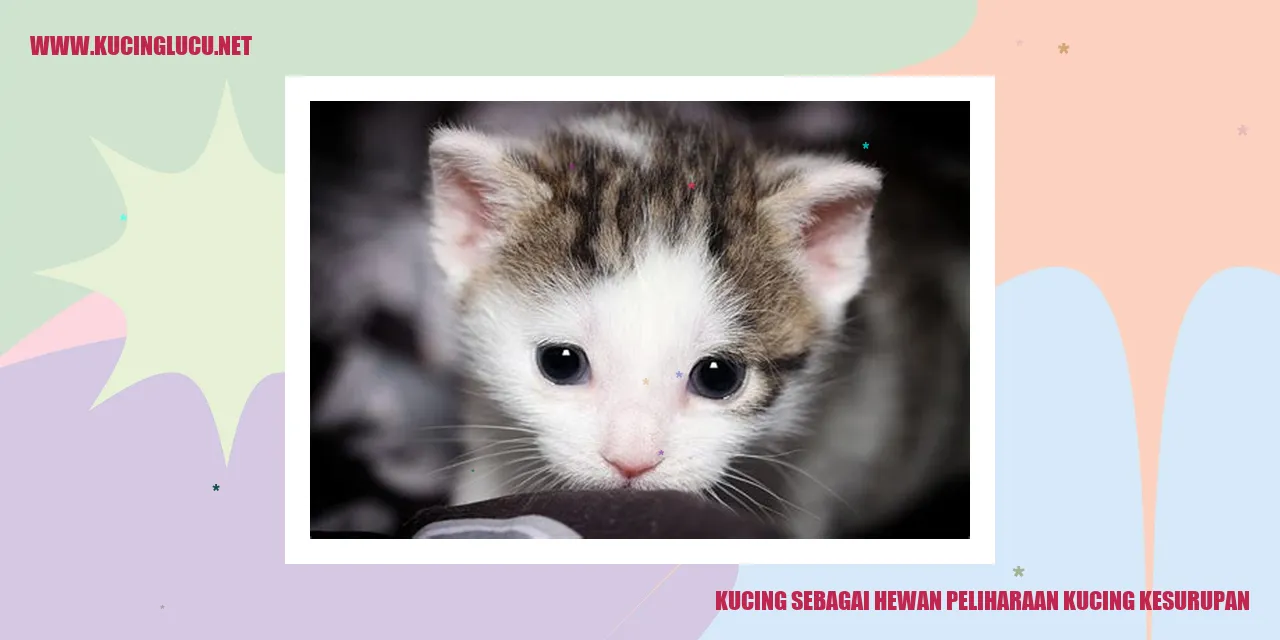 Gambar Kucing saat Terkena Kesurupan