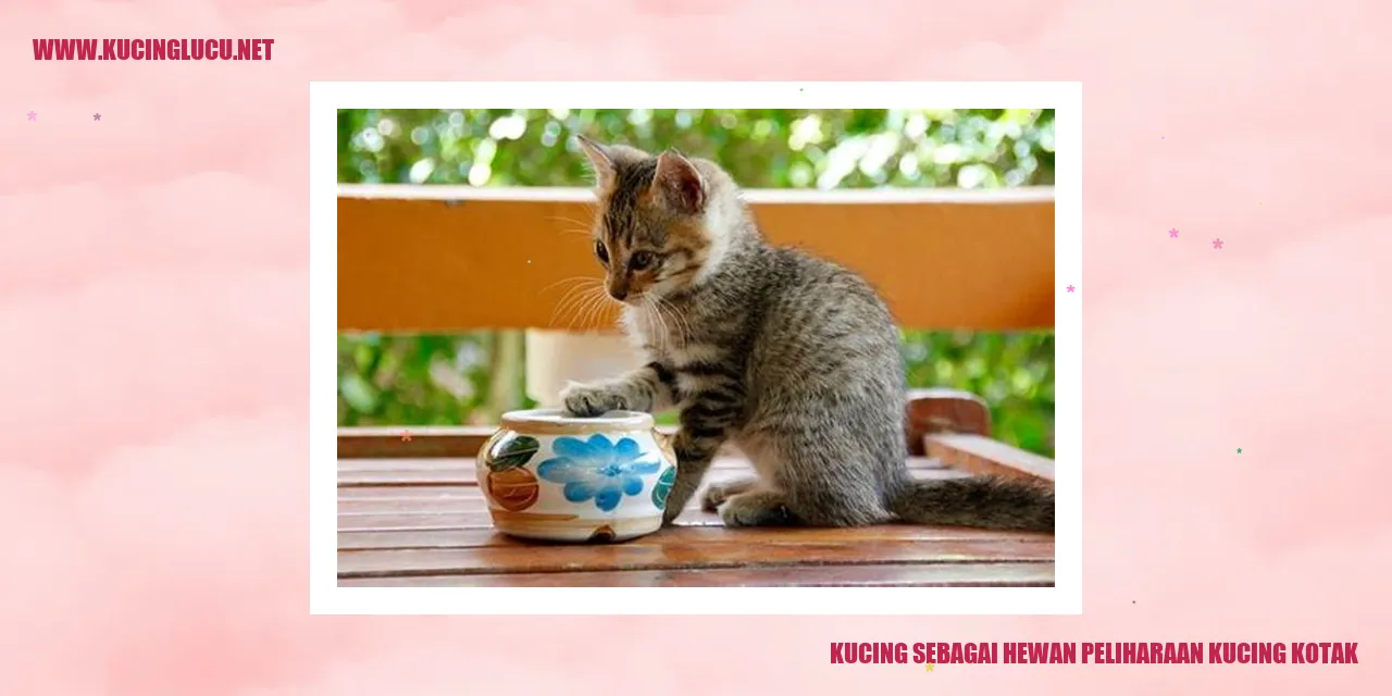 kucing kotak