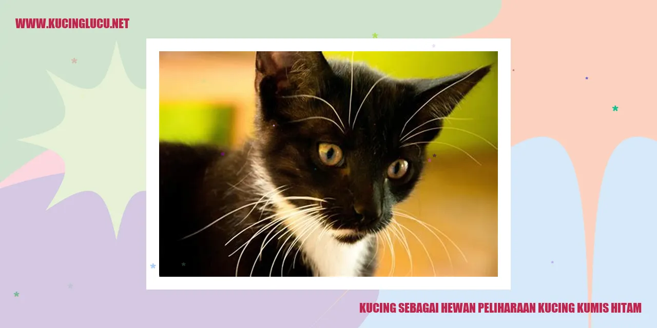 Kesematan Kucing Kumis Hitam yang Menggemaskan