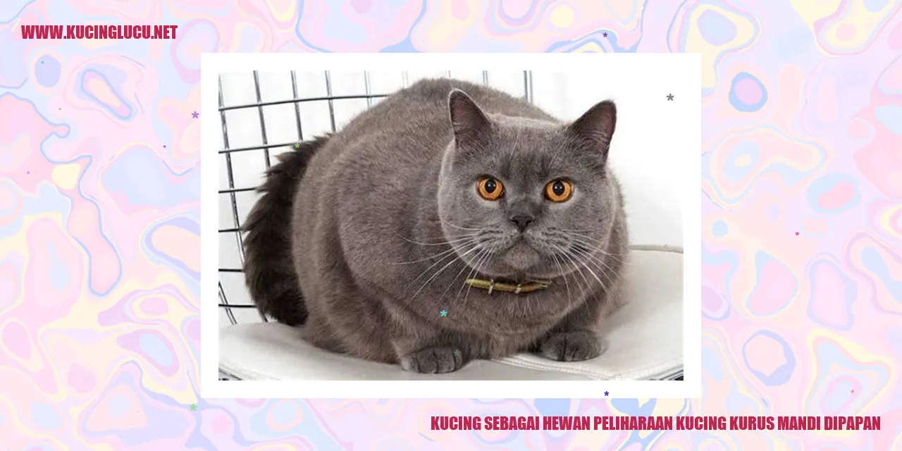 Kucing Kurus Mandi di Papan