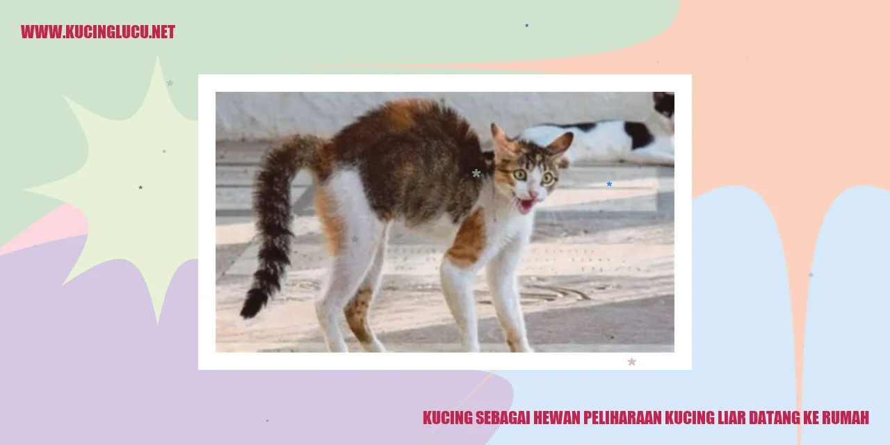 Gambar kucing