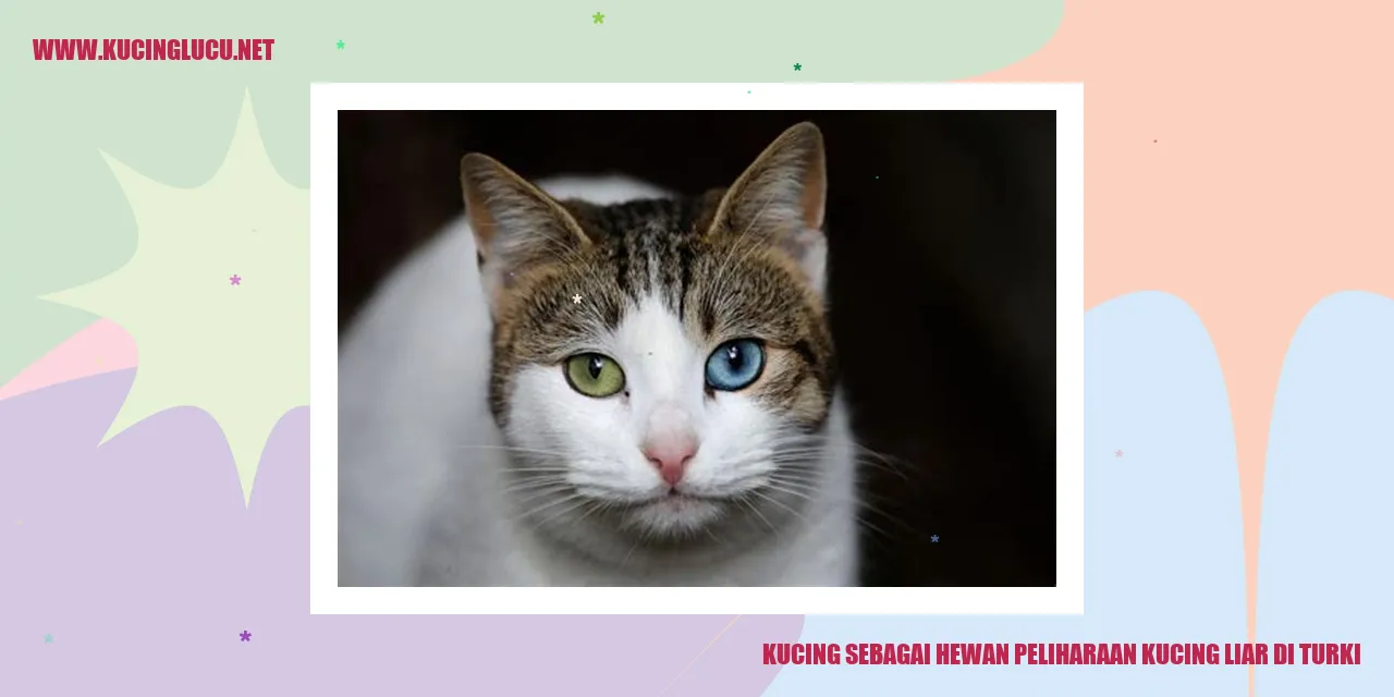 Ilustrasi kucing liar di Turki