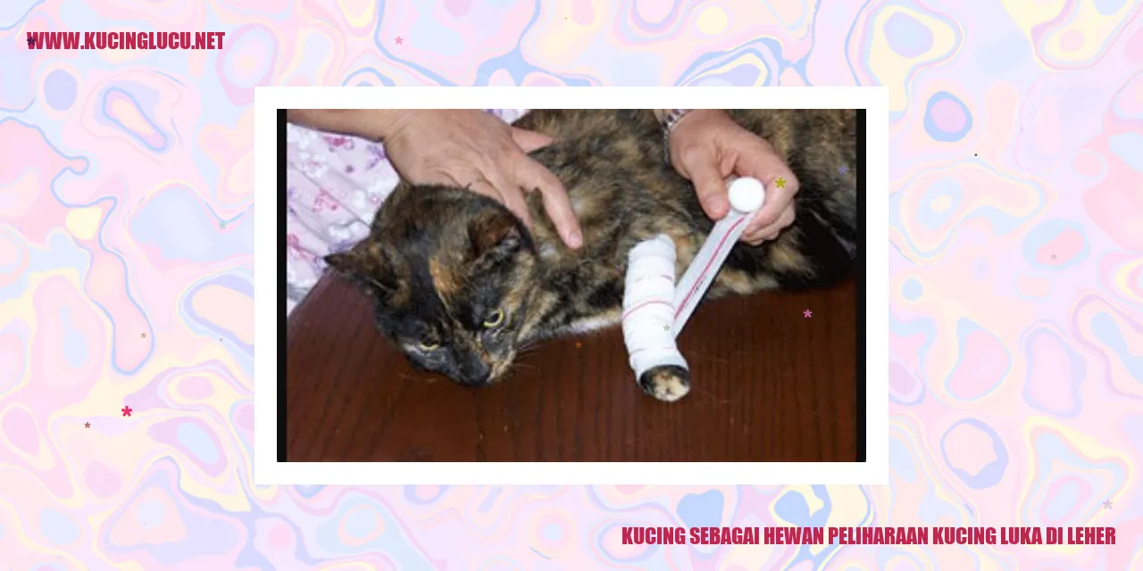 Gambar Luka di Leher Kucing