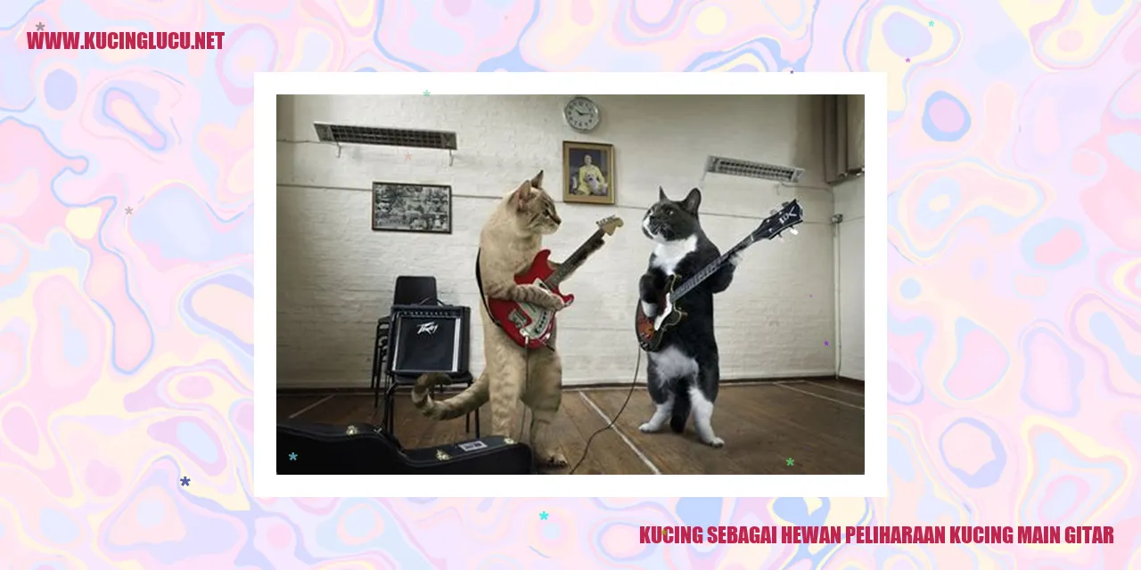 Kucing main gitar