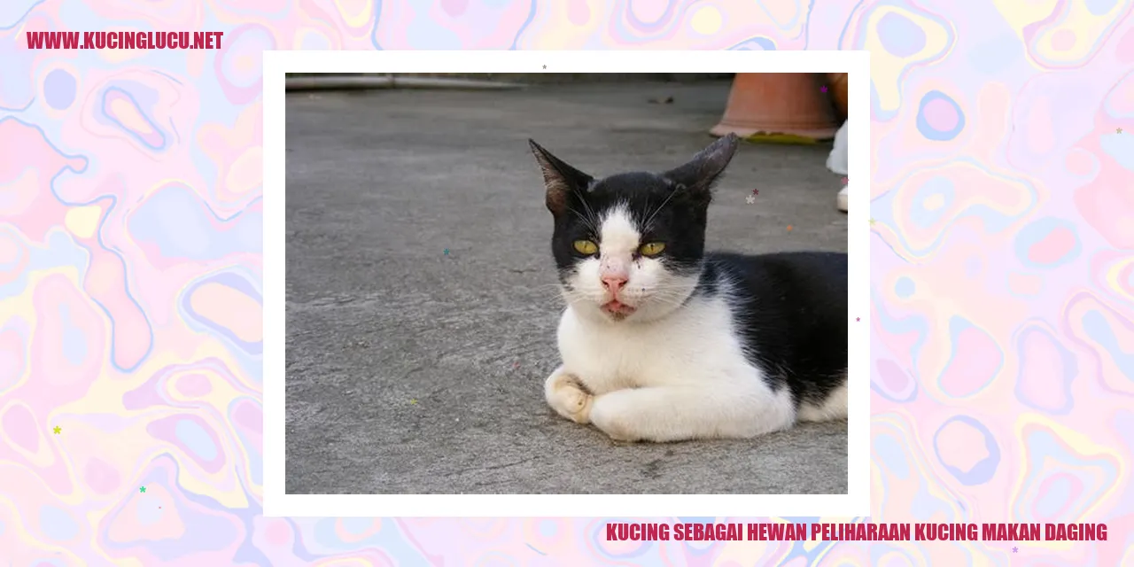 Gambar kucing makan daging