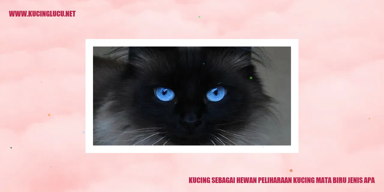Kucing Mata Biru