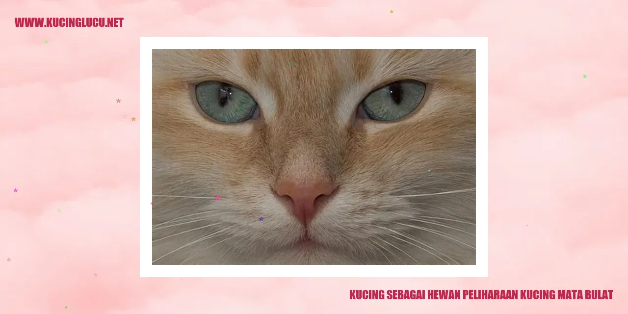 Foto kucing berbulu lembut dengan mata bulat