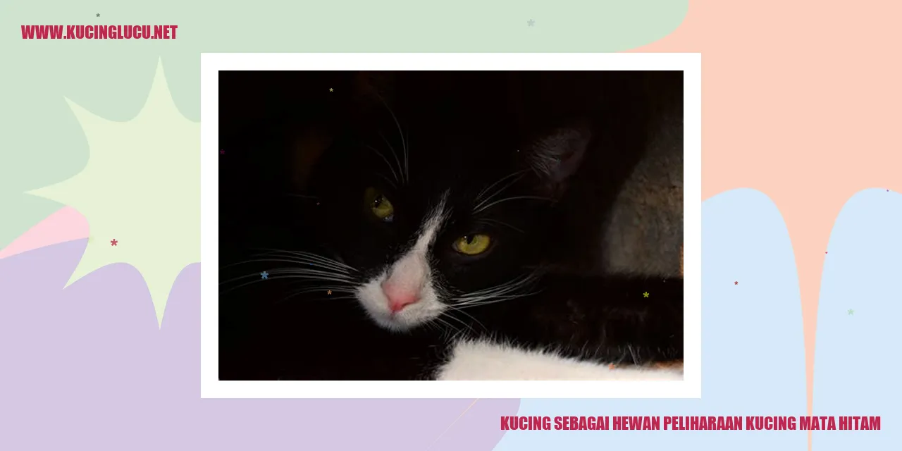 Kucing mata hitam