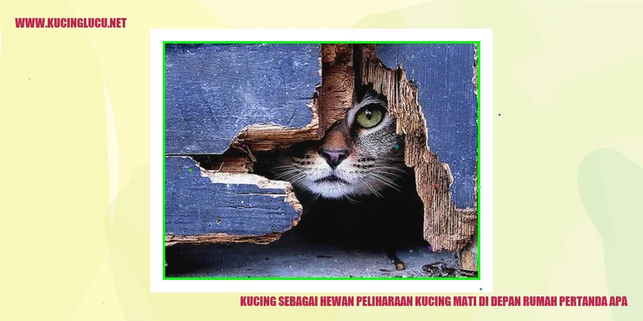 Kucing Mati di Depan Rumah