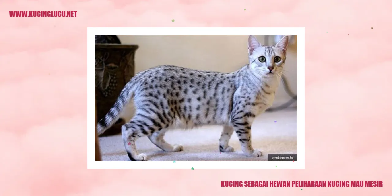 Gambar Kucing