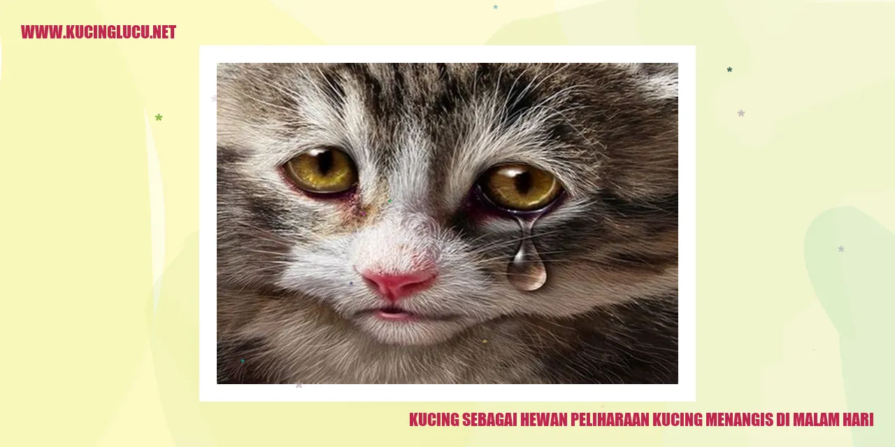 Kucing Menangis di Malam Hari
