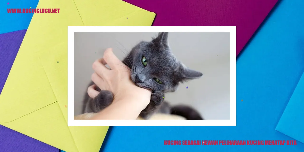 Kucing Memandang Kita