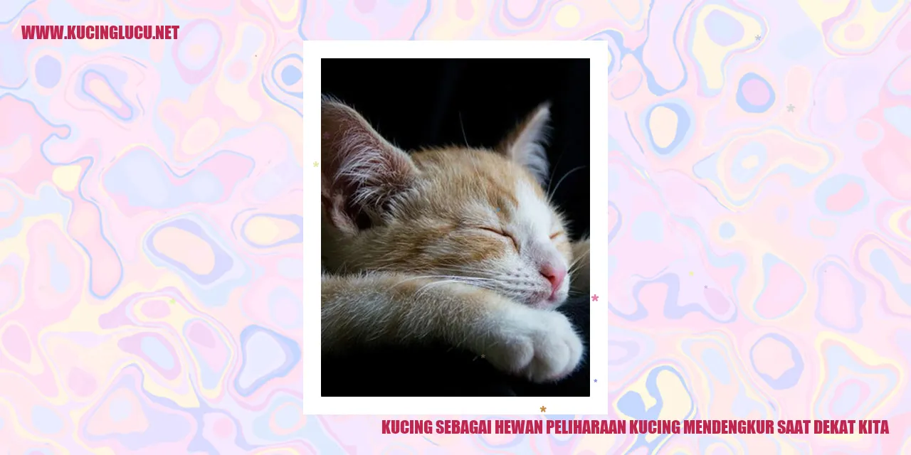 Mendengkur Kucing
