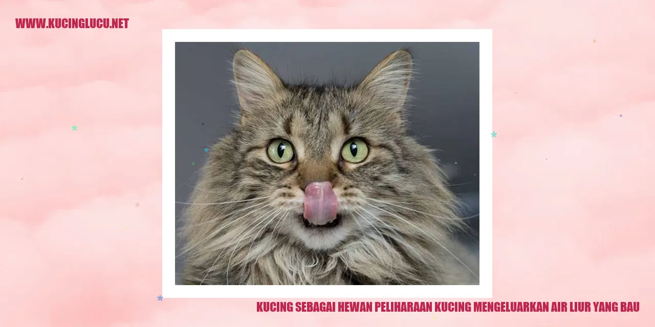 Kucing Mengeluarkan Air Liur yang Bau