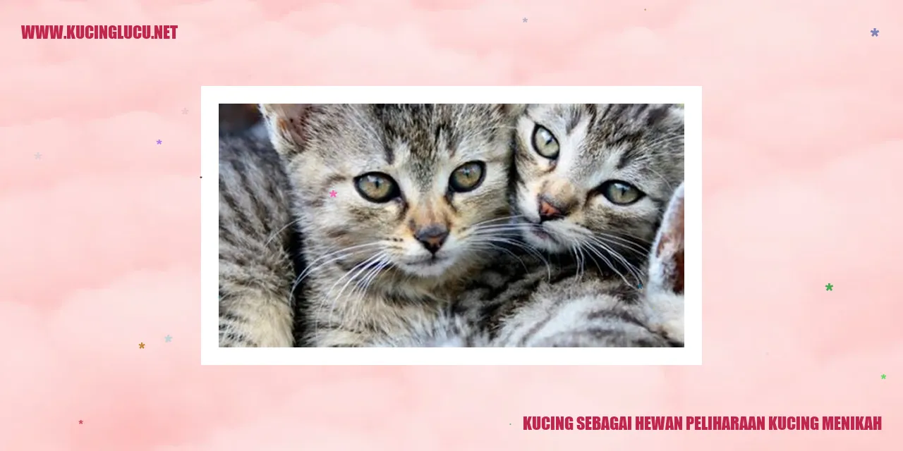 Kucing sebagai Hewan Peliharaan kucing menikah
