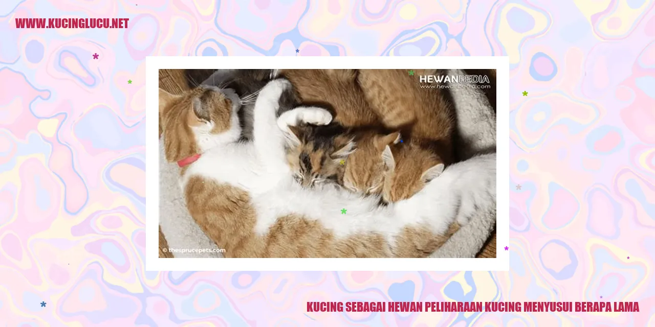Gambar Kucing