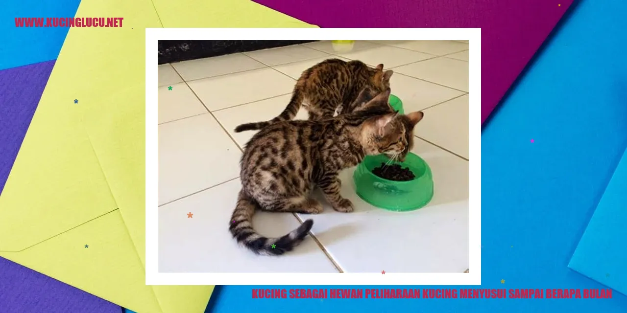 Kucing menyusui