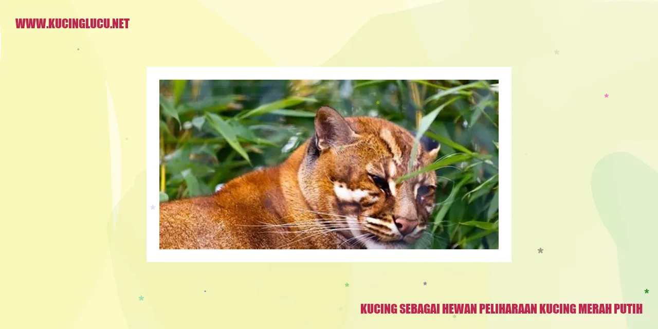 Gambar kucing merah putih yang menggemaskan