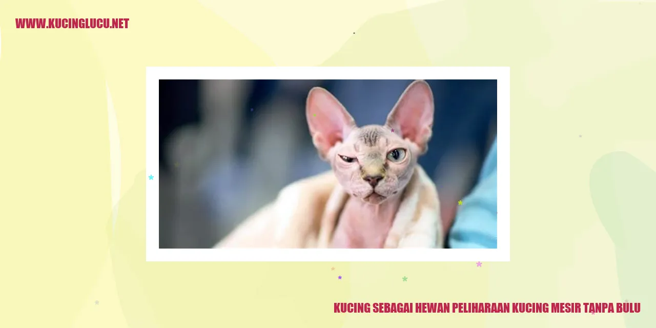 Kucing Mesir Tanpa Bulu