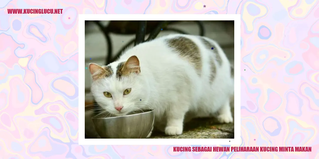 kucing minta makan