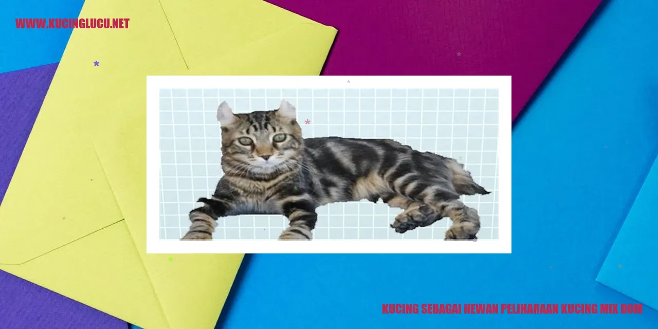 Kucing Mix Dom