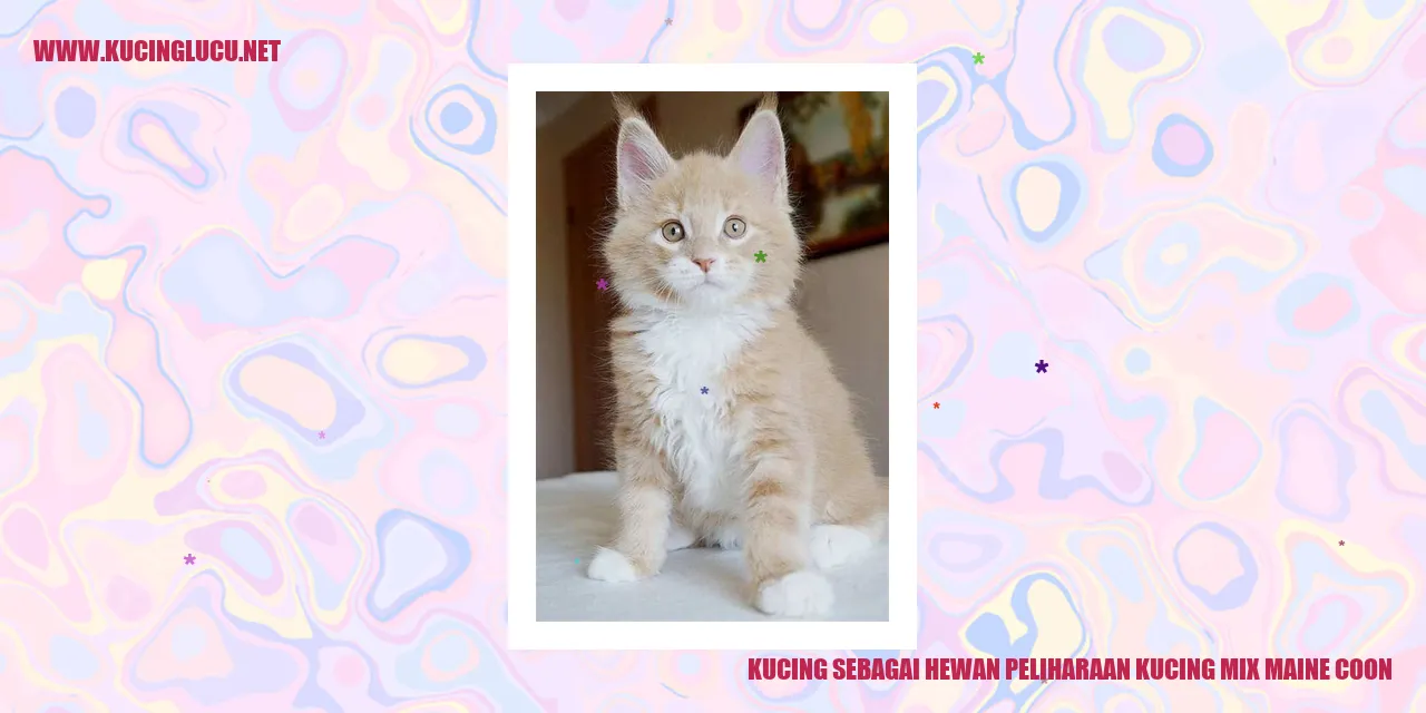 Kucing Mix Maine Coon yang Memukau